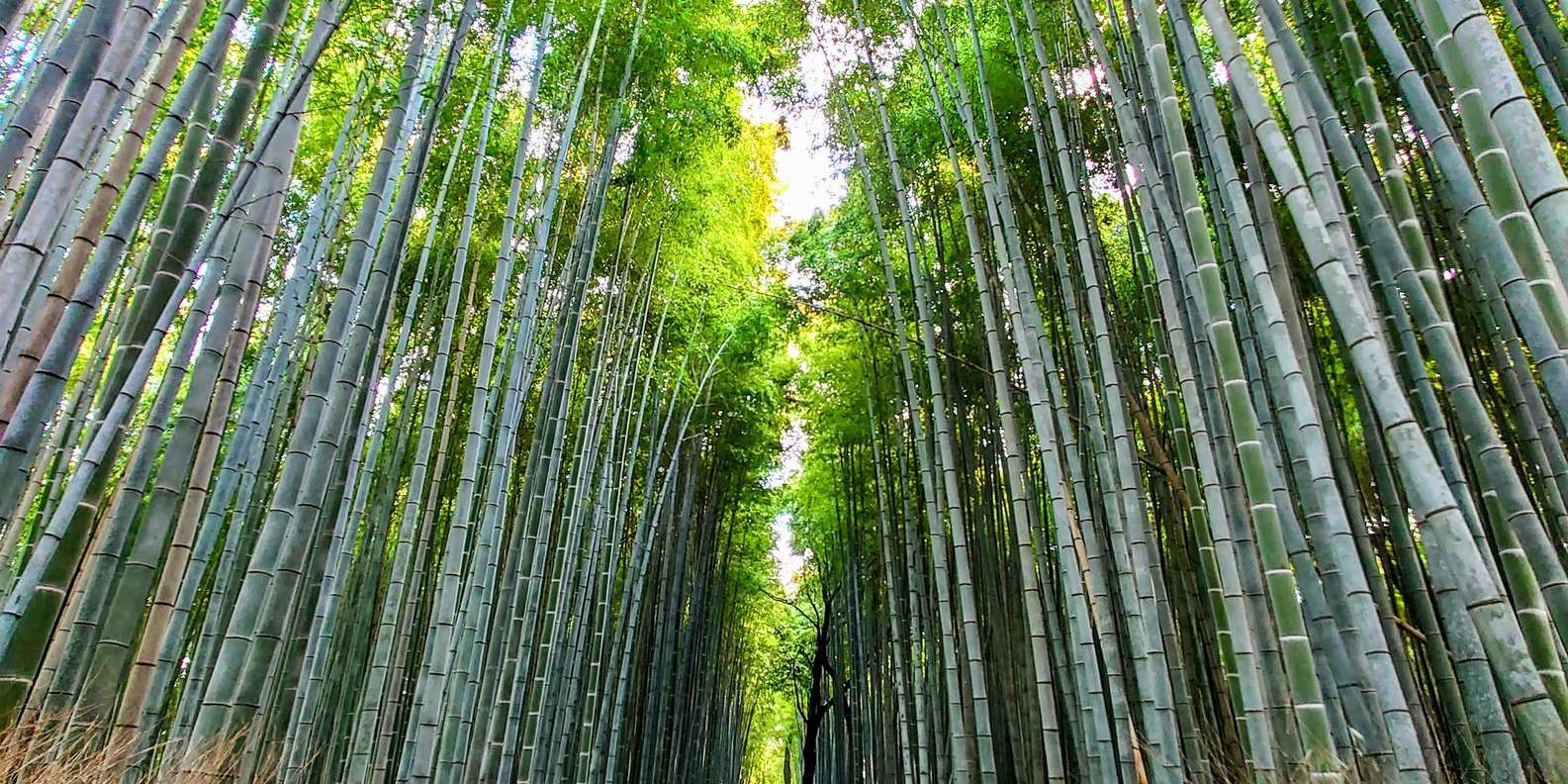Kyoto experience — temples, geisha, bamboo grove — image 15