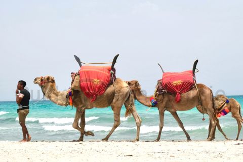 Djerba: Guided Camel Ride with Blue Lagoon Visit