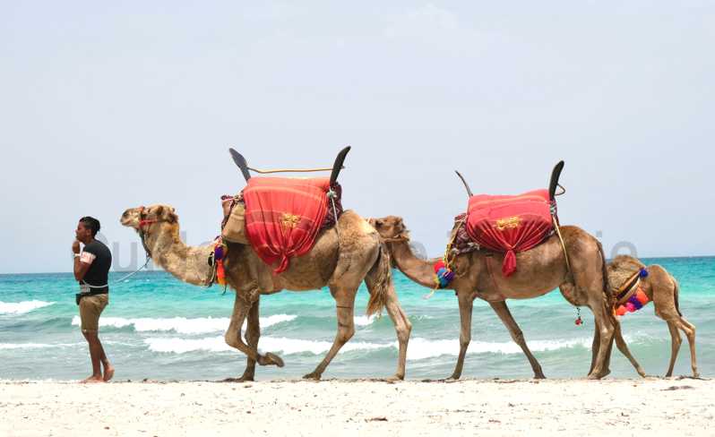 Djerba: Geführter Kamelausritt mit Besuch der Blauen Lagune
