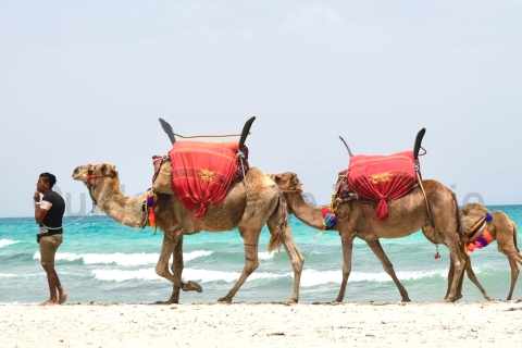 Djerba : Tour de l'île à dos de chameau