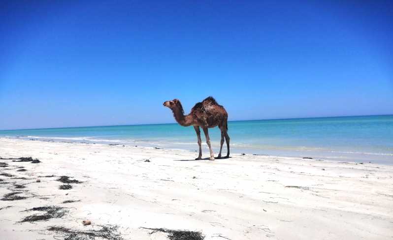 Top Things To Do And See In Djerba, Tunisia