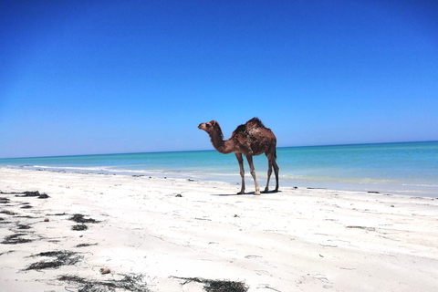 Djerba: passeio guiado de camelo com visita à lagoa azulDjerba: Passeio de Camelo na Ilha