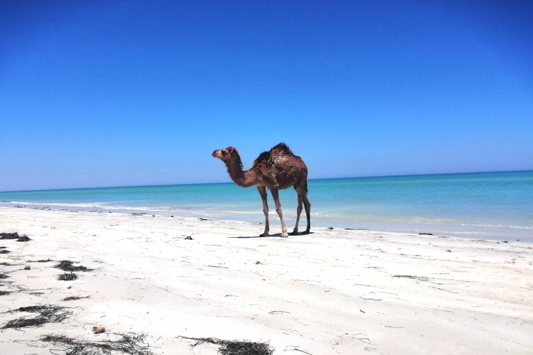 Djerba: Kamelritt über die Insel