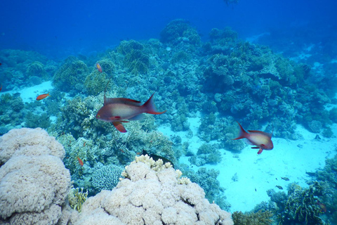 Marsa Alam: Dolphin House Adventure at Shaab Samadai Reef