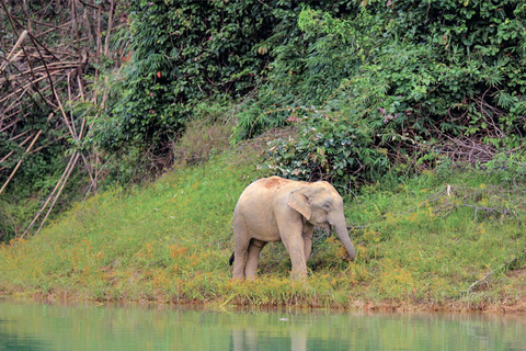 Lago Cheow Larn - Escursione - Esplorazione delle grotte - Safari con la fauna selvatica