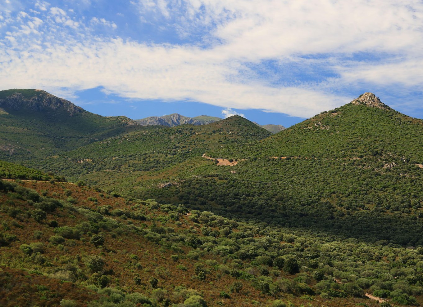 Calvi: Asco Valley 4x4 dagstur med guide