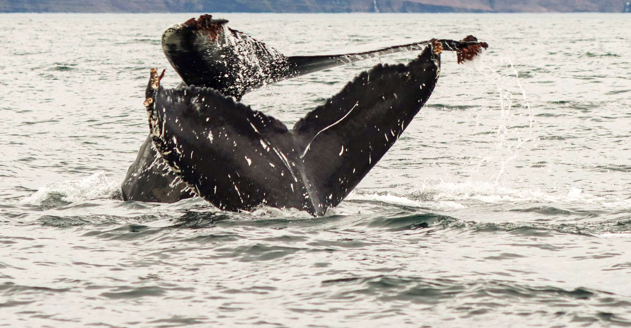 From Dalvik, Arctic Whale Watching in Northern Iceland - Housity