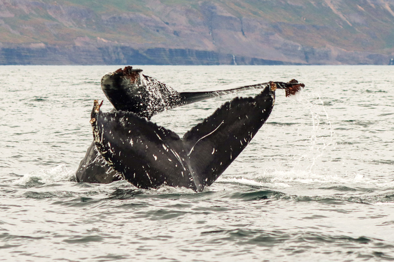 De Dalvik: observation des baleines arctiques dans le nord de l'Islande