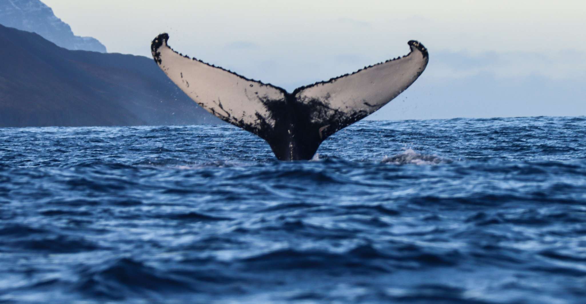 From Dalvik, Arctic Whale Watching in Northern Iceland - Housity