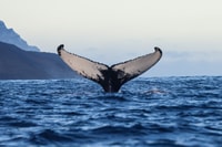 De Dalvik, des baleines arctiques regardant dans le nord de l'Islande - Housity