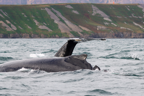 De Dalvik: observation des baleines arctiques dans le nord de l'Islande