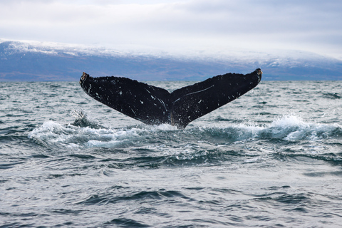 Från Dalvik: Arctic Whale Watching in Northern Island