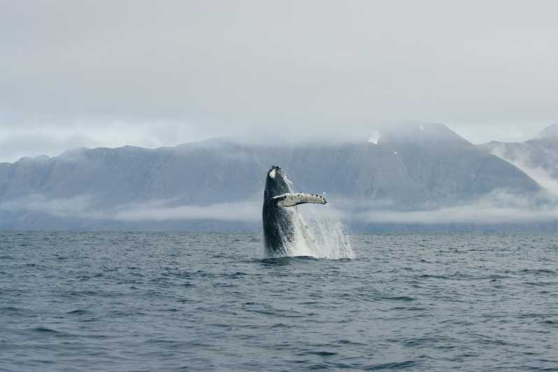 Van Dalvik: Arctische walvissen spotten in Noord-IJsland