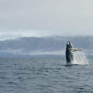 Dalvikから:アイスランド北部での北極ホエールウォッチング