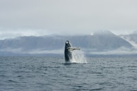 Von Dalvik, Arctic Whale Beobachtung in Nordisland - Housity