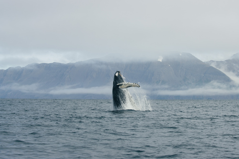 From Dalvik: Arctic Whale Watching in Northern Iceland