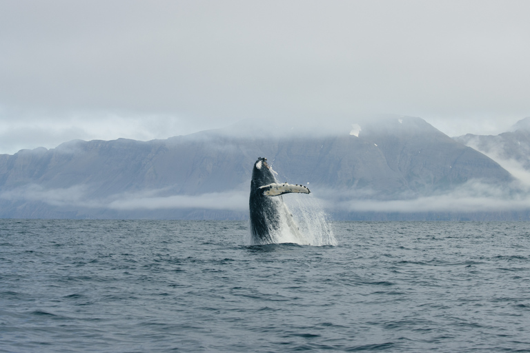 Da Dalvik: osservazione delle balene artiche nel nord dell&#039;Islanda