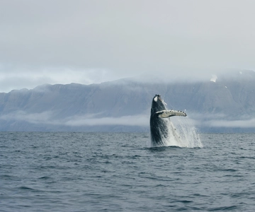 Desde Dalvik: avistamiento de ballenas árticas en el norte de Islandia