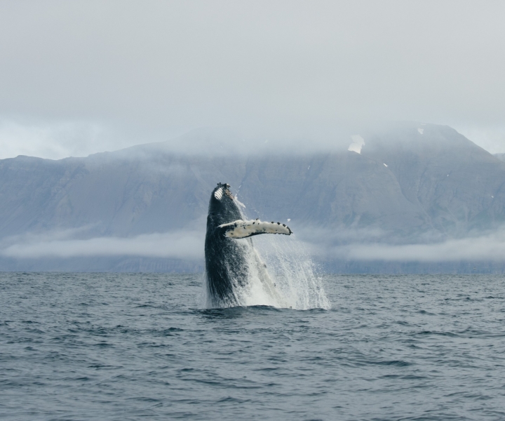 Z Dalvik: obserwowanie arktycznych wielorybów w północnej Islandii