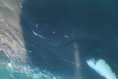 De Dalvik: observation des baleines arctiques dans le nord de l'Islande