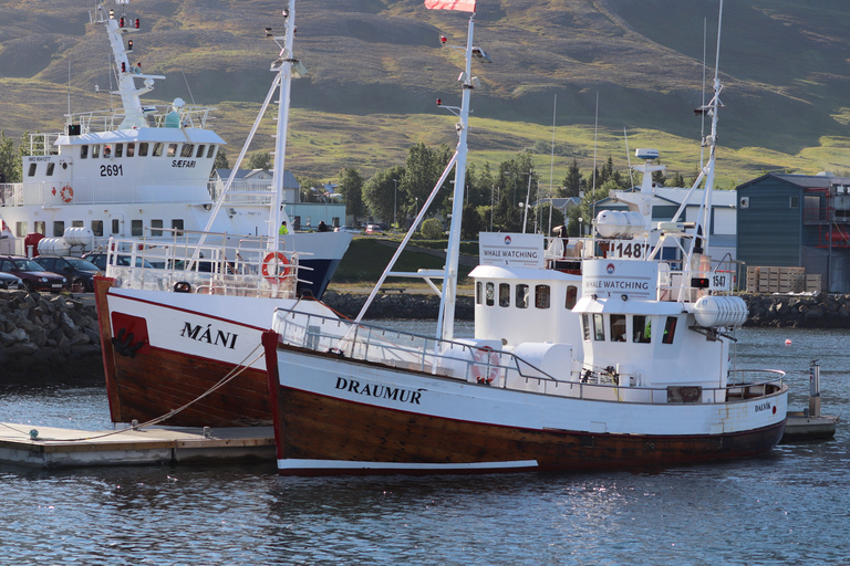 Från Dalvik: Arctic Whale Watching in Northern Island