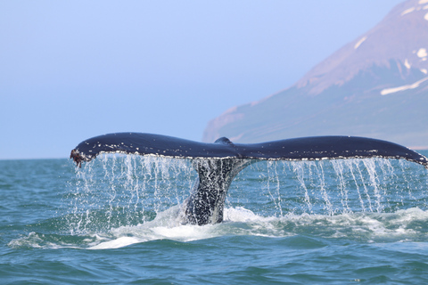 From Dalvik: Arctic Whale Watching in Northern Iceland