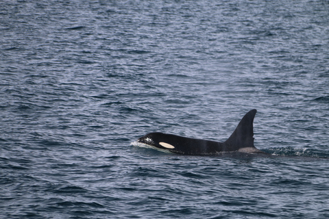 Från Dalvik: Arctic Whale Watching in Northern Island