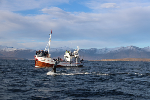 Von Dalvik: Arktische Walbeobachtung in Nordisland