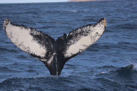 Från Dalvik: Arctic Whale Watching in Northern Island