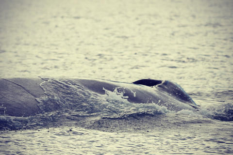 Från Dalvik: Arctic Whale Watching in Northern Island