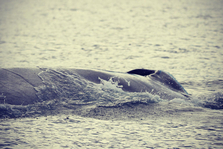 From Dalvik: Arctic Whale Watching in Northern Iceland