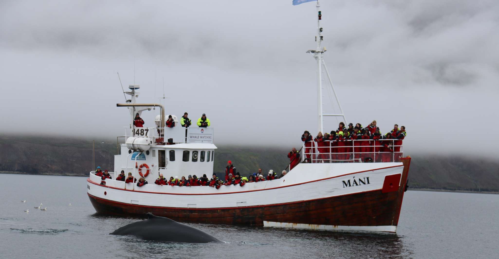 From Dalvik, Arctic Whale Watching in Northern Iceland - Housity