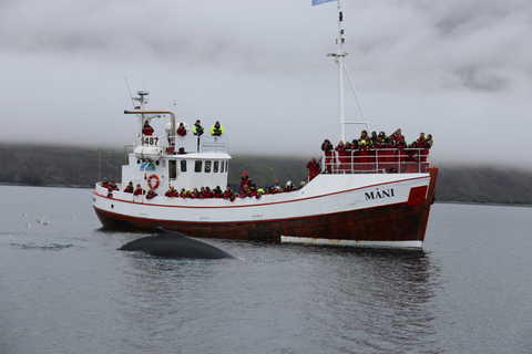 From Dalvik: Arctic Whale Watching in Northern Iceland