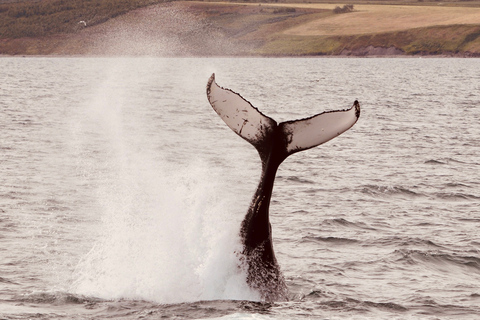 Dalvík: Whale Watching Speedboot TourGedeeld walvissen spotten