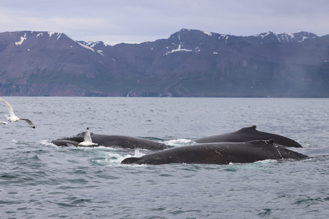 Dalvík: Whale Watching Speedboat TourGemeinsames Whale Watching