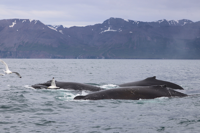 Dalvík: Whale Watching Speedboot TourGedeeld walvissen spotten