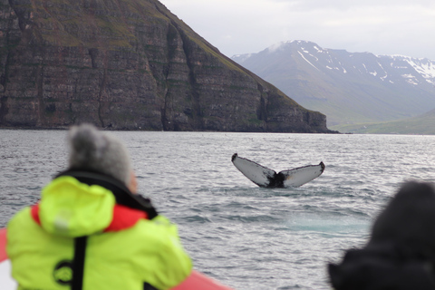 Dalvík : Tour en Speedboat pour l&#039;observation des baleinesObservation partagée des baleines