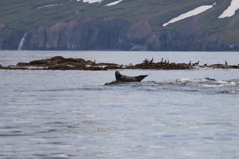 Dalvík: Whale Watching Speedboot TourGedeeld walvissen spotten