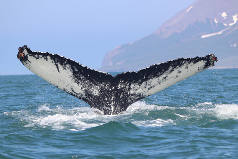 Dalvík: Whale Watching Speedboat Tour Shared Whale Watching