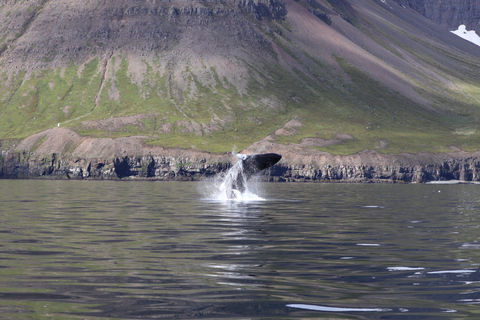 Dalvík: Excursión de avistamiento de ballenas en lancha rápidaObservación de ballenas compartida