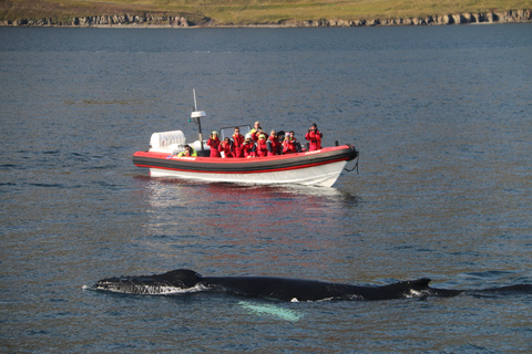 Dalvík: Whale Watching Speedboot TourGedeeld walvissen spotten