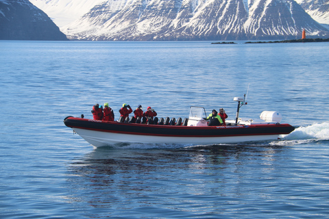 Dalvík: Excursión de avistamiento de ballenas en lancha rápidaObservación de ballenas compartida