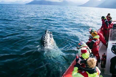 Dalvík : Tour en Speedboat pour l'observation des baleines