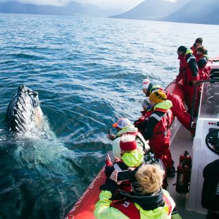Dalvík: excursion d'observation des baleines en hors-bord
