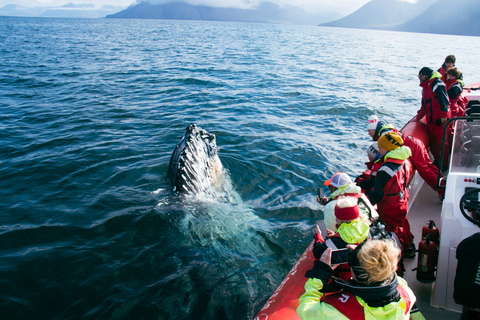 Dalvík: Whale Watching Speedboat TourShared Whale Watching