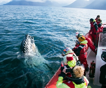 Dalvík: recorrido en lancha rápida para avistar ballenas