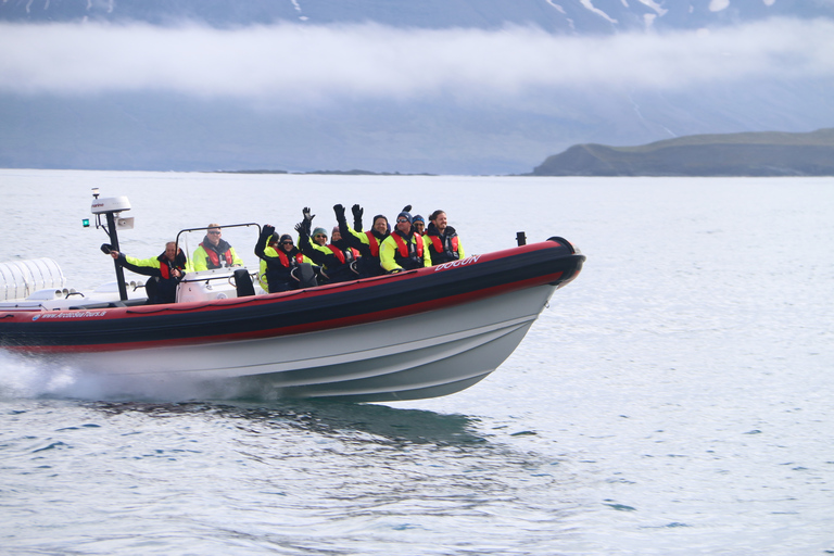 Dalvík: giro in motoscafo per l&#039;osservazione delle baleneOsservazione condivisa delle balene