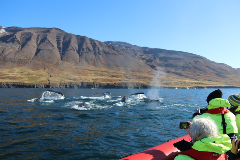 Dalvík: giro in motoscafo per l&#039;osservazione delle baleneOsservazione condivisa delle balene