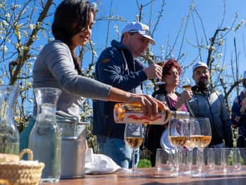 Tour per piccoli gruppi delle cantine emblematiche di Maiorca, due cantine
