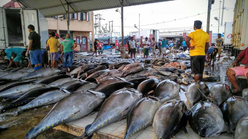 Negombo: Fishing Village Highlights Private Tour by Tuk Tuk | GetYourGuide